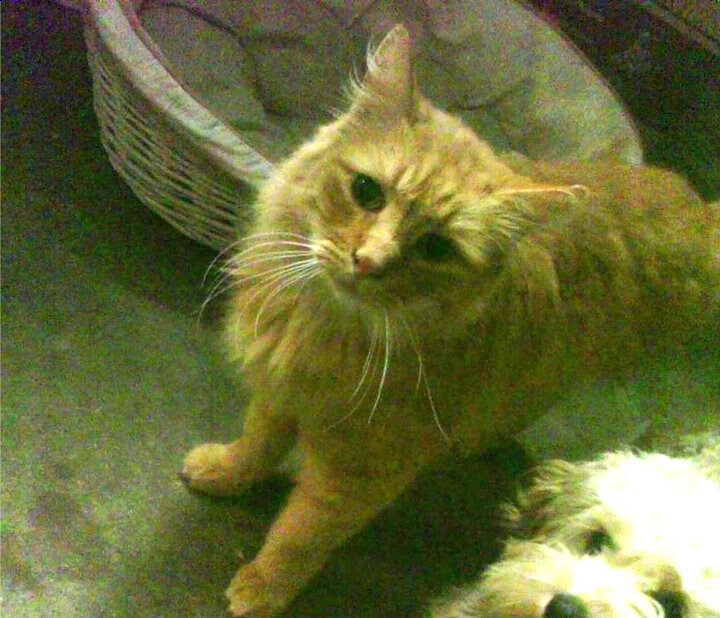 高位压迫成比赛关键得分手段,高位压迫时机