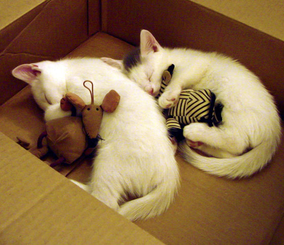 主力伤缺期间年轻球员挺身而出为球队贡献关键表现