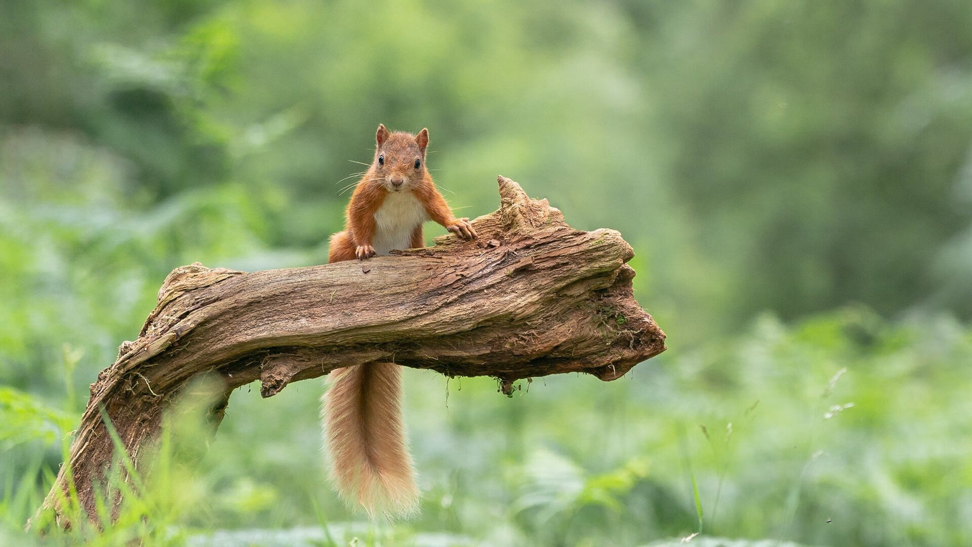 冠军争夺进入白热化阶段，积分榜形势紧张，冠军顺序
