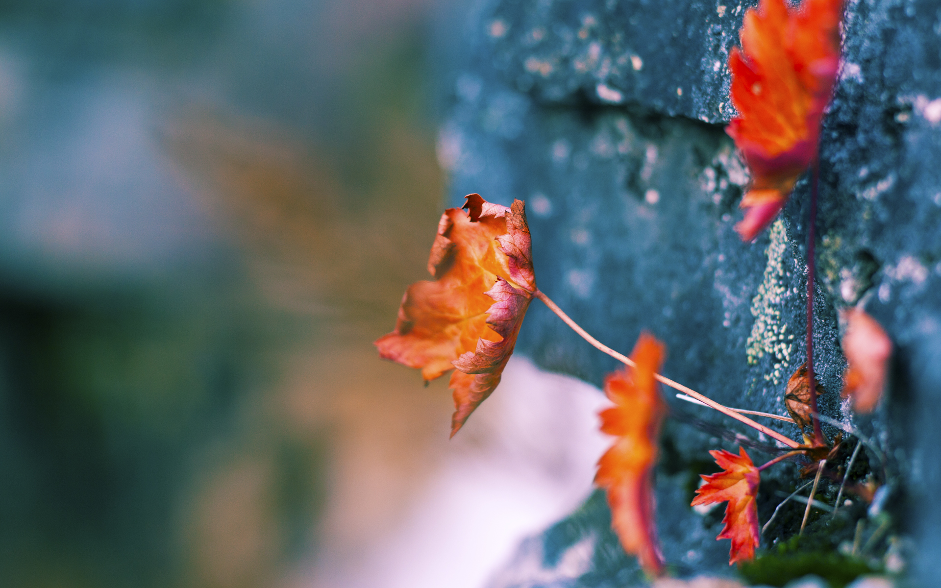 青少年棒球联赛拓展至西部地区，2021年青少年棒球比赛计划